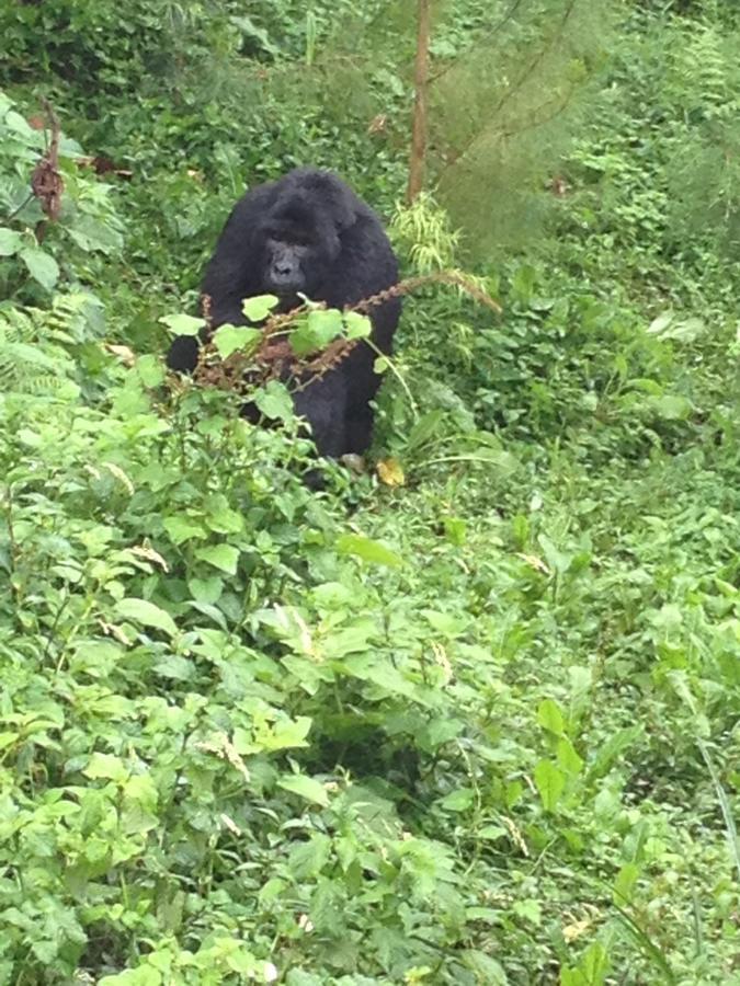 Rushaga Gorilla Lodge Bugambira Zewnętrze zdjęcie